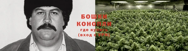 хмурый Аркадак