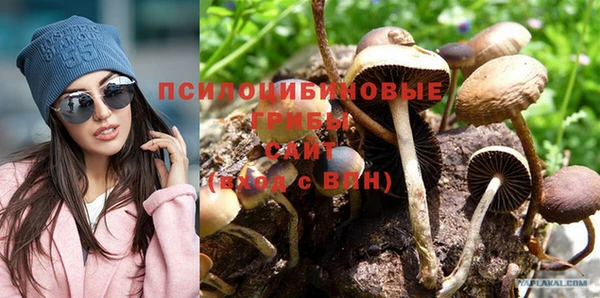 хмурый Аркадак